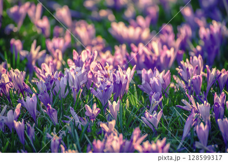 Spring crocus flowers in the green grass, Easter seasonal background 128599317