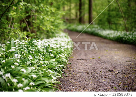 Stunning spring beech forest scene with loads of flowering ramsons - wild garlic 128599375