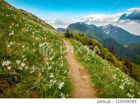 Beautiful mountain landscape with white daffodil narcissus flowers on Golica, Slovenia, at spring 128599384