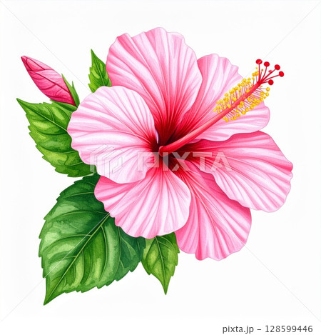 Pink Hibiscus Flower with Green Leaves 128599446