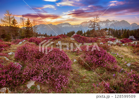Heather flowers blooming at sunset, Velika Planina, Kamnic, Slovenia, Easter sunny landscape Heather flowers blooming at sunset, Velika Planina, Kamnic, Slovenia, Easter sunny landscape 128599509