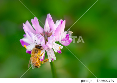 れんげ草と蜜蜂 れんげ草と蜜蜂 128600315
