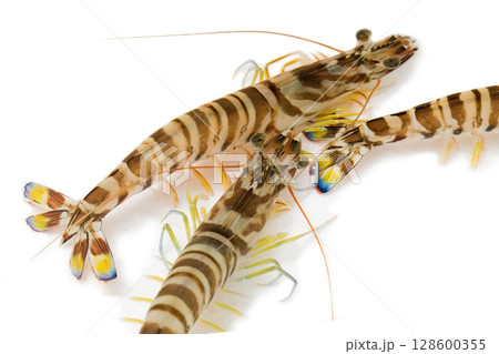 車えび 128600355