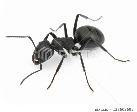 Black ant close view over white background, no shadow 128602693