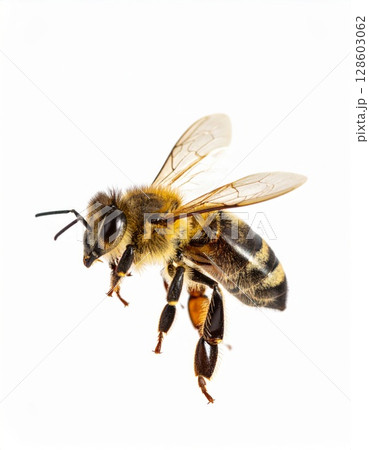 Bee close view over white background, no shadow 128603062