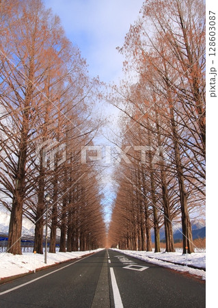 滋賀県マキノ　雪のメタセコイア並木 128603087