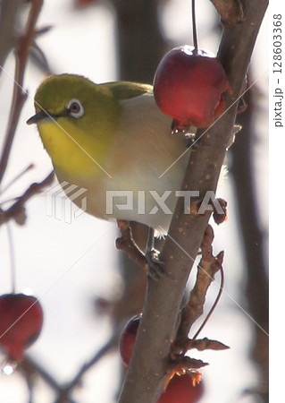 滋賀県マキノ　冬の野鳥 128603368