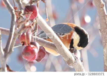 滋賀県マキノ　冬の野鳥 128603371