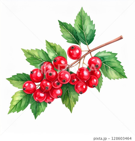 Watercolor Painting of Redcurrants on Branch 128603464