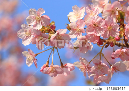 河津桜と青空(早春イメージ) 河津桜と青空(早春イメージ) 128603615