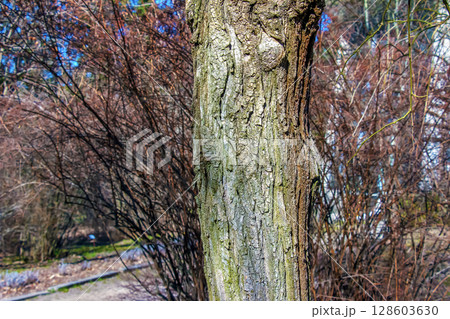 Texture of bark of a Styphnolobium japonicum commonly known as Pagoda tree. Nature's skin Texture of bark of a Styphnolobium japonicum commonly known as Pagoda tree. Nature's skin 128603630