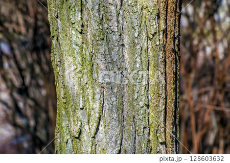 Texture of bark of a Styphnolobium japonicum commonly known as Pagoda tree Texture of bark of a Styphnolobium japonicum commonly known as Pagoda tree 128603632