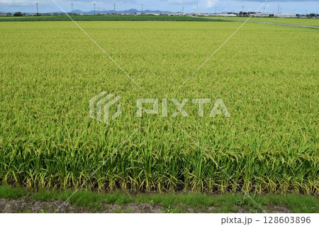 稔り始めた稲穂 山形庄内米 128603896