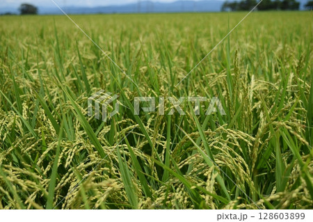 稔り始めた稲穂 山形庄内米 128603899