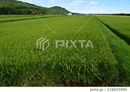 稔り始めた稲穂 山形庄内米 128603900