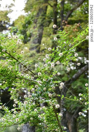 シマタニワタリノキ　Chinese Buttonbush 128603942
