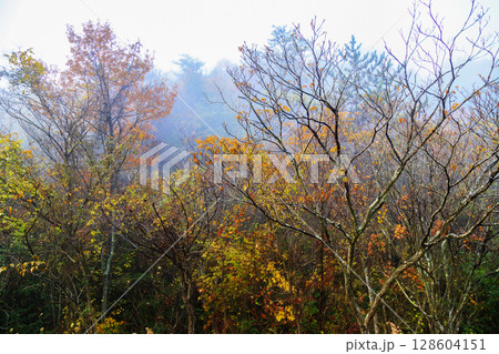 朝霧漂う色付いた紅葉の森 朝霧漂う色付いた紅葉の森 128604151