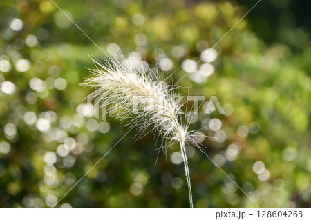 ぺニセタム・ヴィロサム 「銀狐」Feathertop 128604263