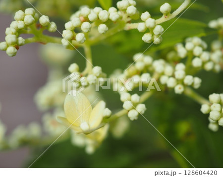ノリウツギの花一輪と蕾(20250713151331) ノリウツギの花一輪と蕾(20250713151331) 128604420