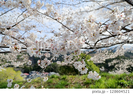 満開　ソメイヨシノの花 128604521