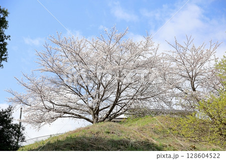 満開　ソメイヨシノの花 128604522