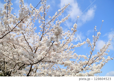 満開　ソメイヨシノの花 128604523