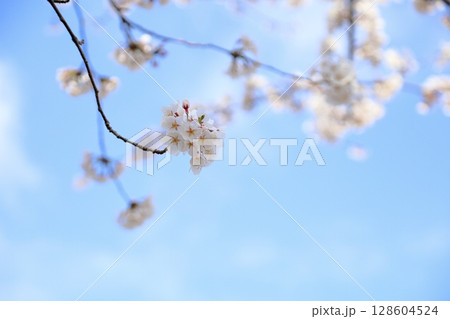 満開　ソメイヨシノの花 128604524