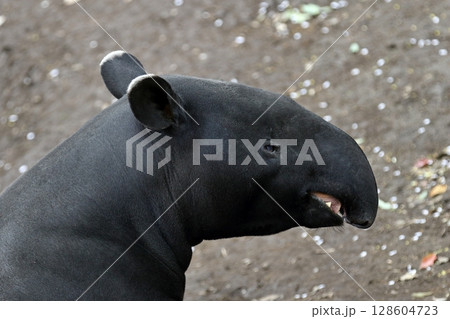 鼻を曲げたマレーバクの横顔のアップ 鼻を曲げたマレーバクの横顔のアップ 128604723