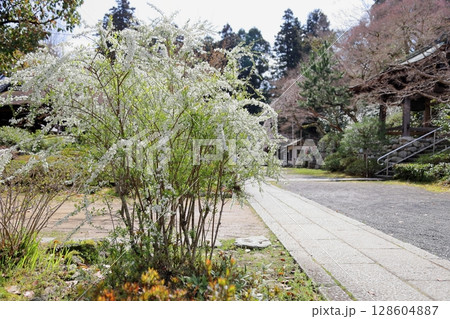 ユキヤナギの花　満開 128604887