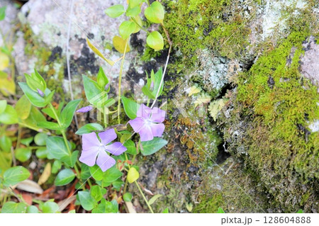 ツルニチニチソウの花 128604888