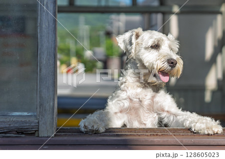 ペットであるミニチュアシュナウザーを撮影したもの 128605023