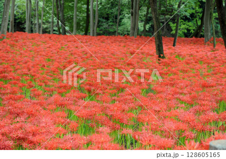 巾着田の林の合間に群生する真っ赤に色ずいたヒガンバナ 128605165