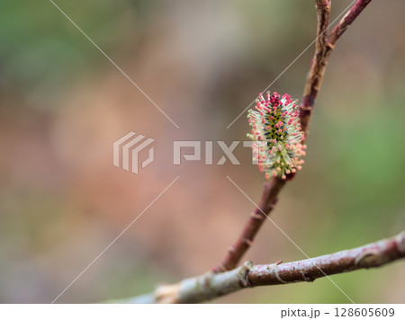 3月に咲いた可愛らしいクロヤナギの花 128605609