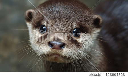A charming, adorable young otter with curious eyes, looking into the camera. 128605798