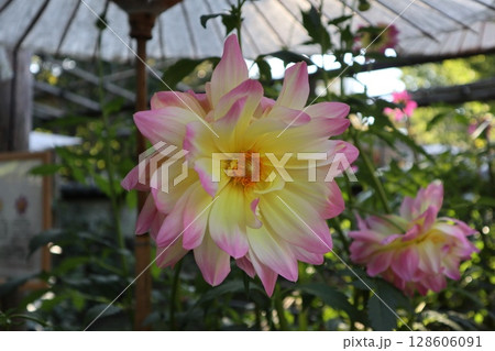 綺麗な赤系のダリアが咲いています 128606091