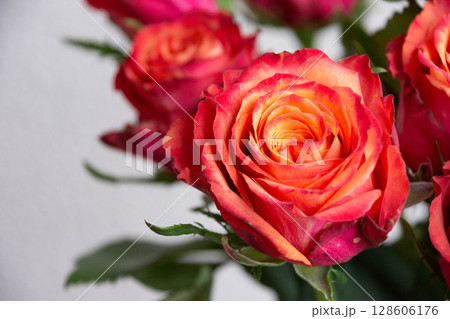 グラデーションカラーのバラ グラデーションカラーのバラ 128606176