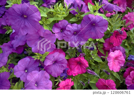 red purple petunias green lea red purple petunias green lea 128606761