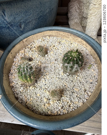 家庭でのサボテンの栽培 128606780