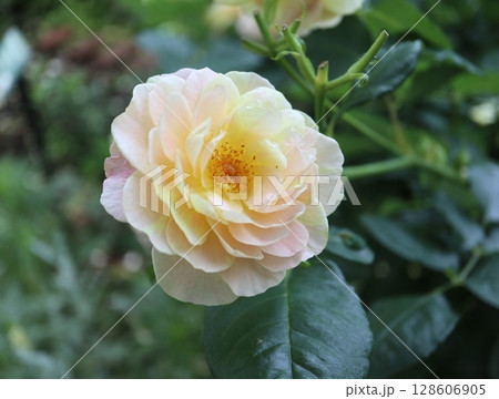 バラ園に咲く黄色の薔薇 128606905