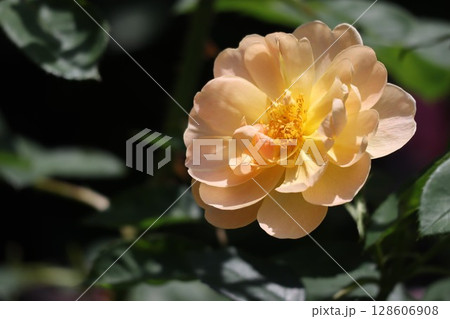 バラ園に咲く黄色の薔薇 128606908