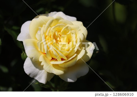 バラ園に咲く黄色の薔薇 バラ園に咲く黄色の薔薇 128606910