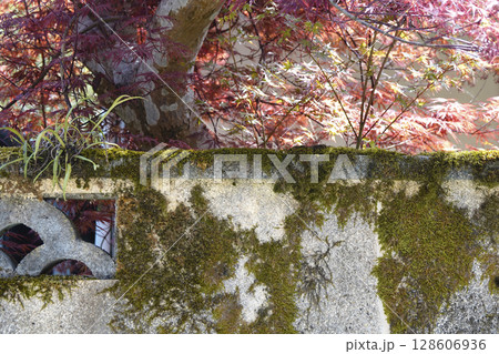 苔の生えた白塗りの塀と色鮮やかなモミジ 128606936