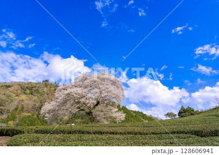 静岡県島田市川根町　茶畑の中の樹齢300年の一本桜　牛代のみずめ桜 128606941