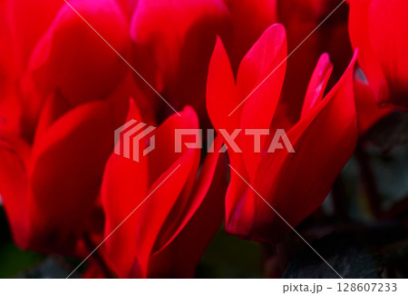 赤いシクラメンの花 128607233