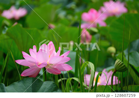 蓮の花園 128607259
