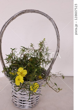 寄せ植え 寄せ植え 128607523