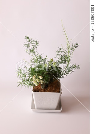 寄せ植え 128607801