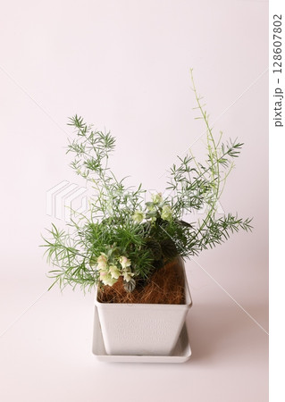 寄せ植え 128607802