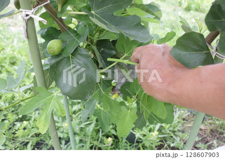 イチジク畑の手入れ 脇芽かき イチジク畑の手入れ 脇芽かき 128607903