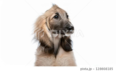 アフガン・ハウンドの子犬のポートレート 128608185